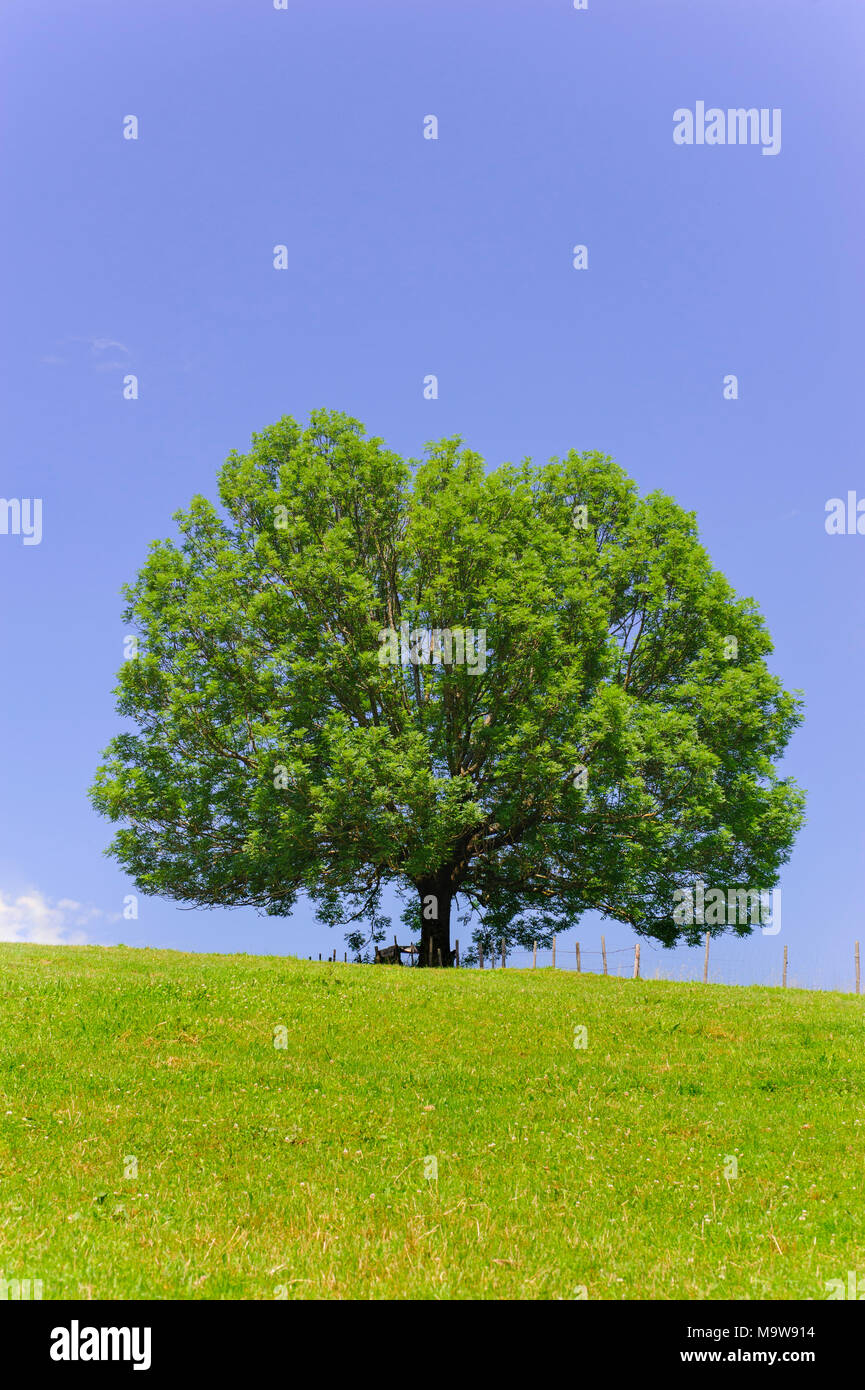Unico grande albero di cenere in campo con perfetta treetop Foto Stock