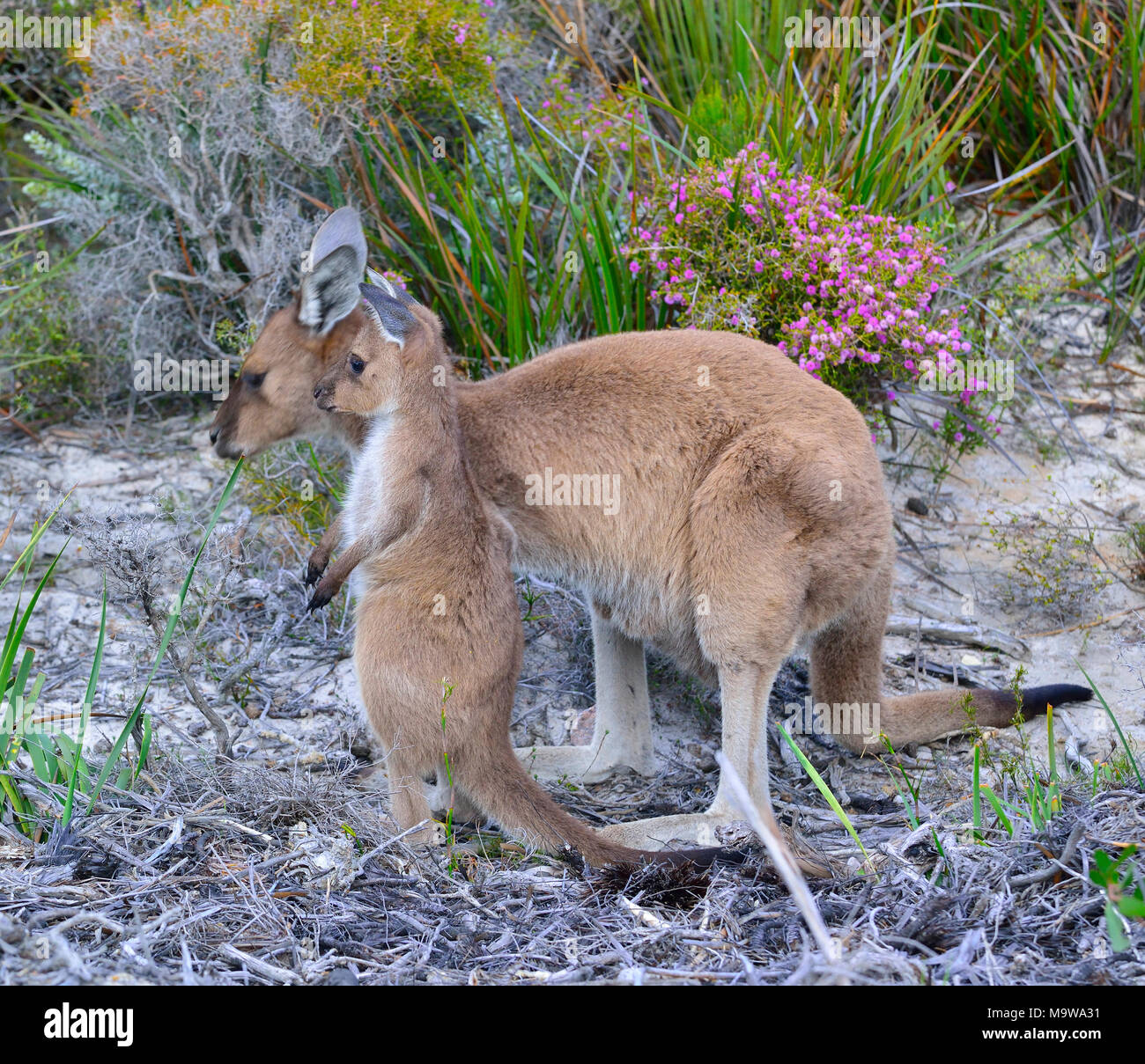 Madre e bambino (joey) canguri grigi occidentali nel campeggio di Lucky Bay nel Cape le Grand National Park, sulla costa meridionale dell'Australia occidentale Foto Stock