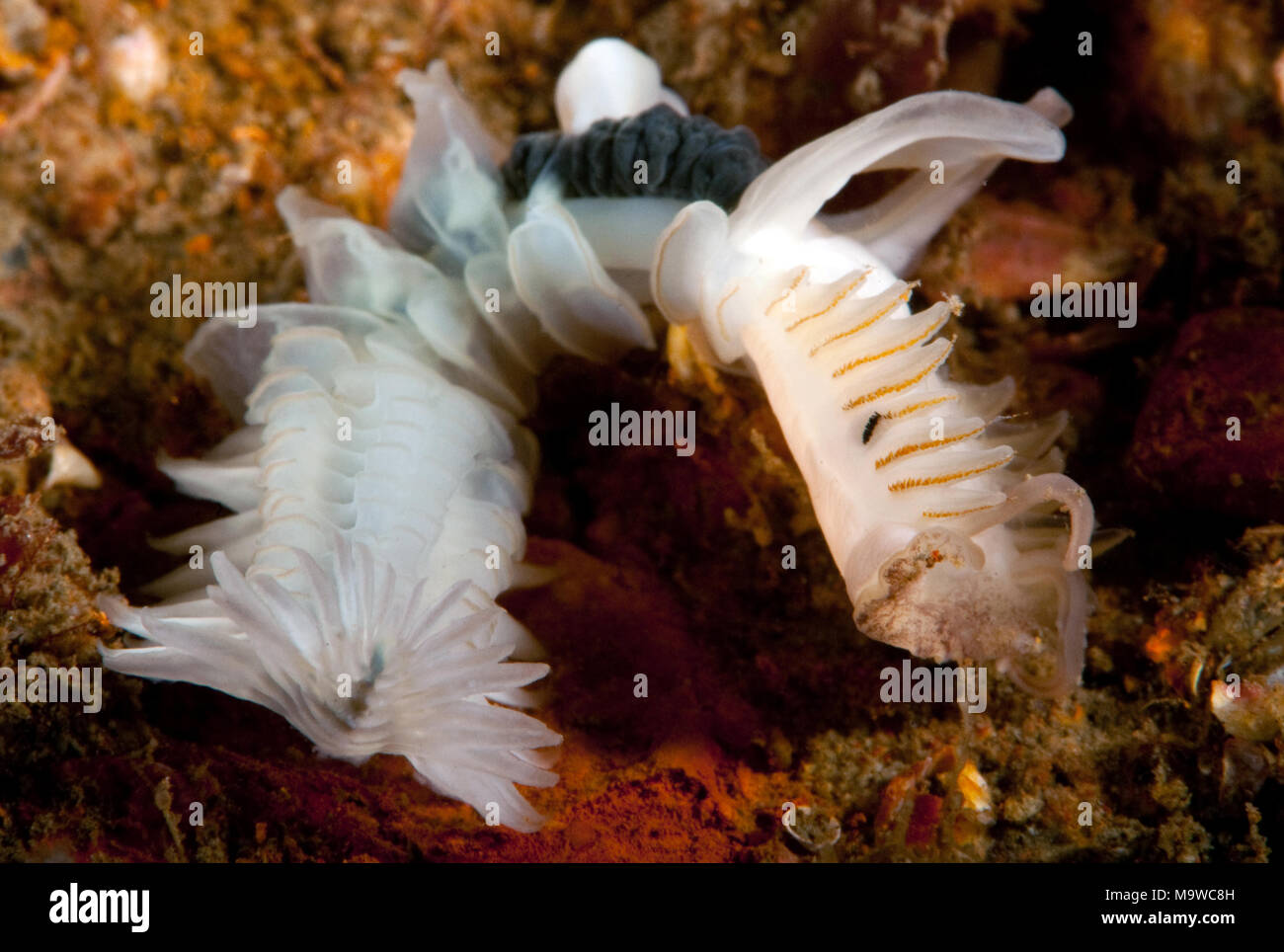 Chaetopterus variopedatus, pergamena worm Foto Stock