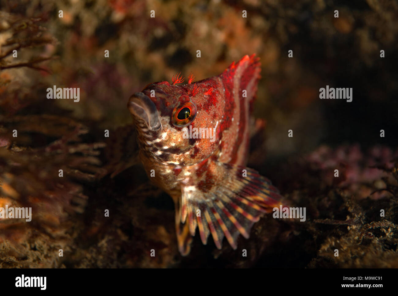 Oxylebius pictus, dipinta Greenling Foto Stock