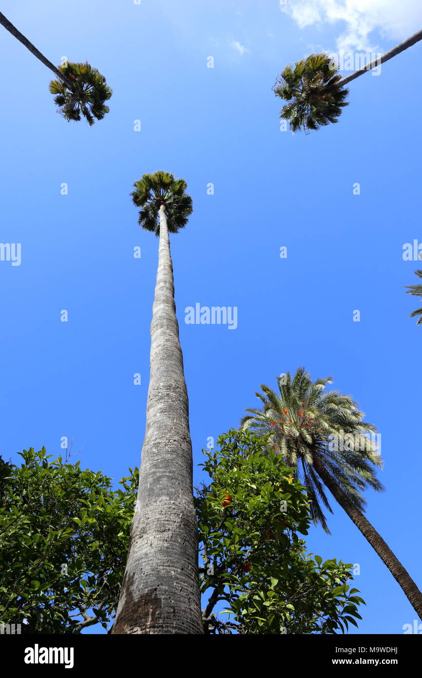 Alberi di Palma contro un cielo blu, basso angolo vista, vista fino, vacanze, wanderlust, Foto Stock