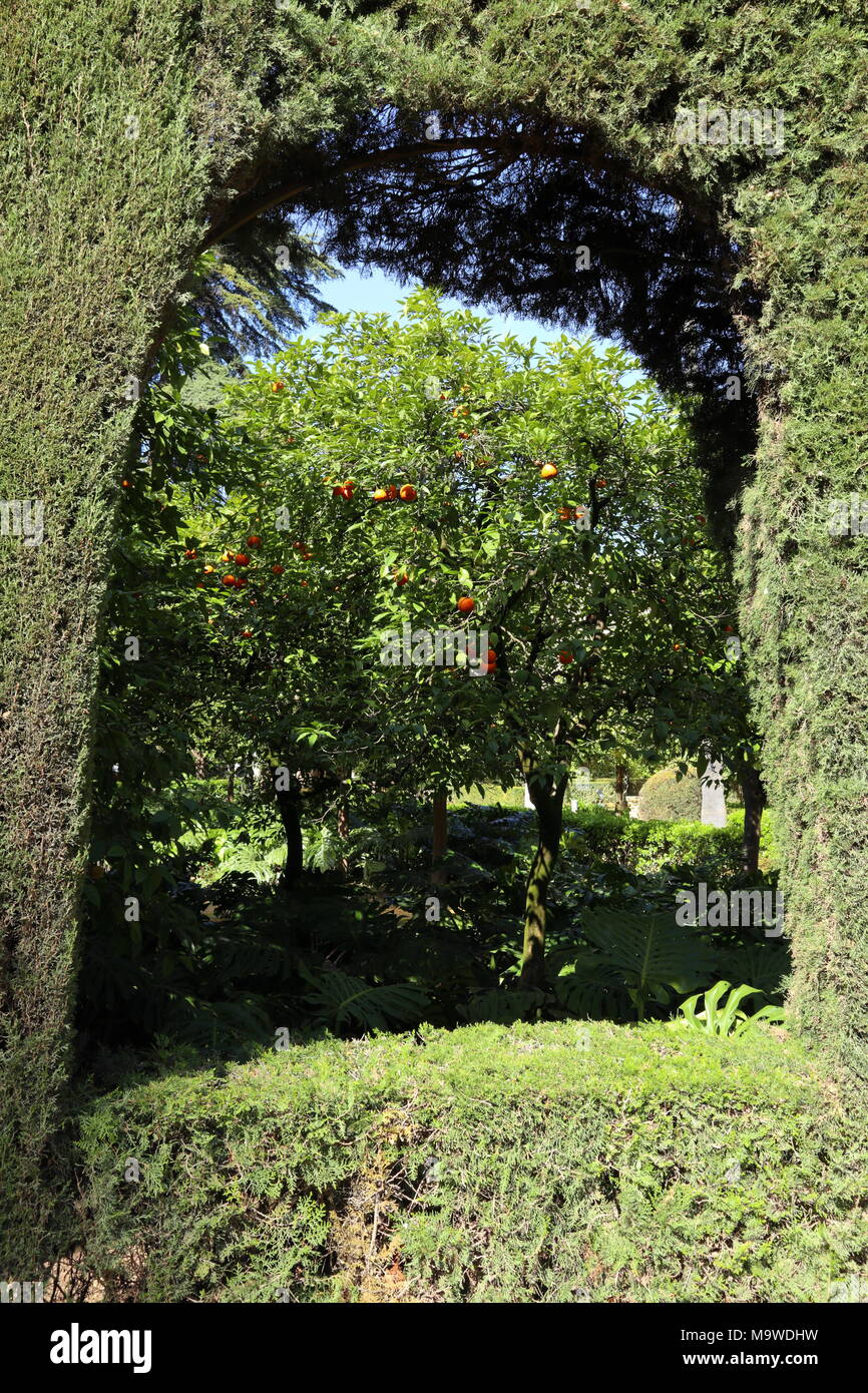 Alberi di arancio, visibile attraverso una finestra di una grande siepe, giardino di Real Alcazar, Siviglia, in Andalusia, Spagna, sole di mezzogiorno Foto Stock