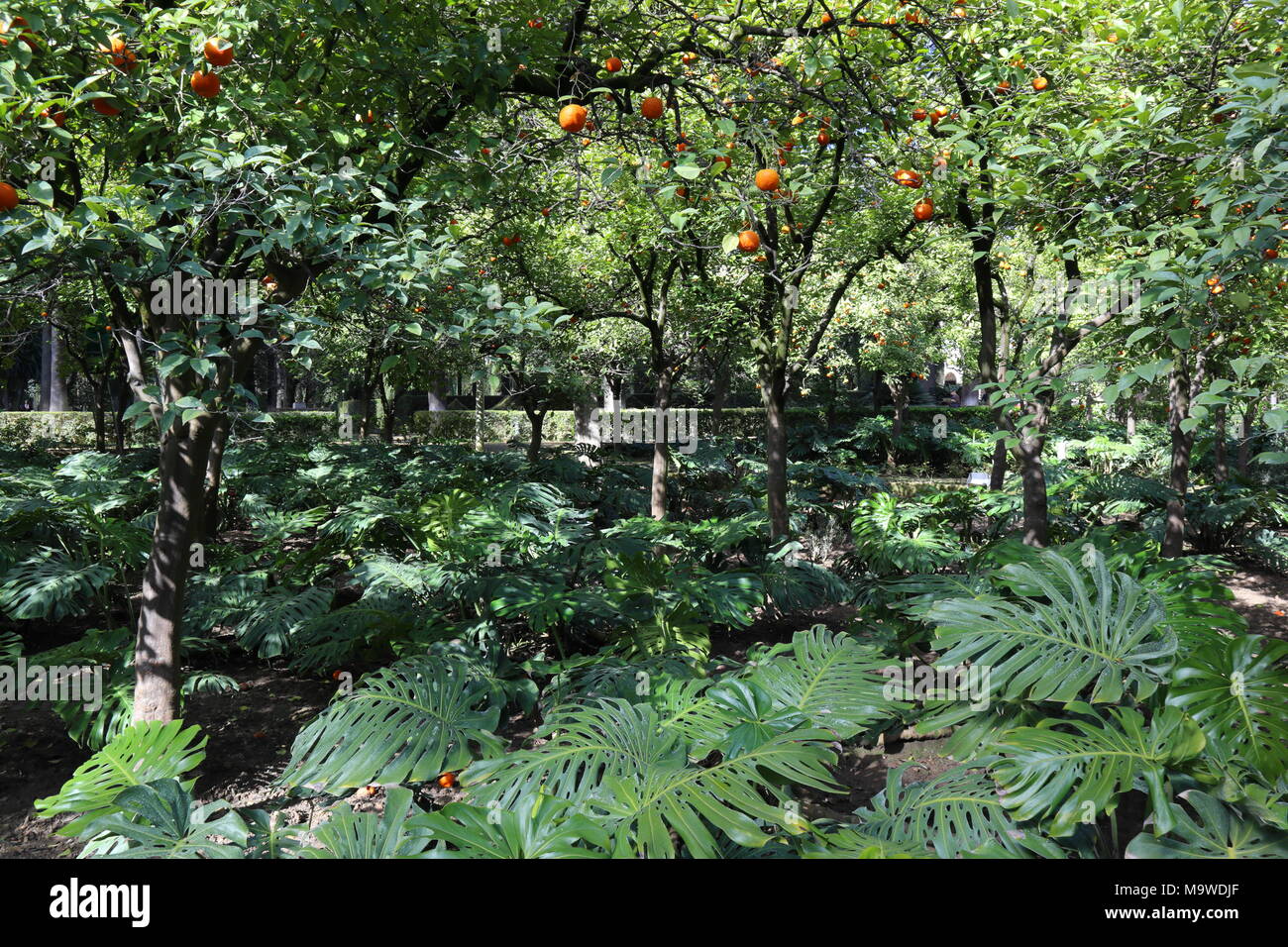 Alberi di arancio nel giardino del Alcázar, la luce del sole proveniente attraverso foglie verdi, Siviglia, in Andalusia, Spagna Foto Stock