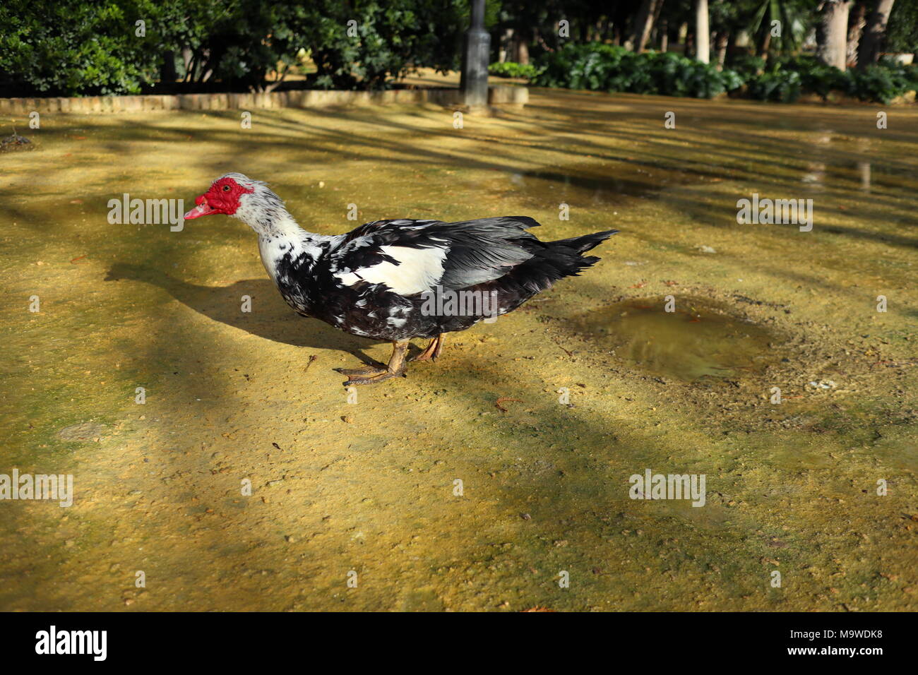 Anatra muta camminando sul terreno bagnato, la luce del sole dopo la pioggia, ombre profonde, Parque Maria Luisa, Siviglia, Spagna Foto Stock