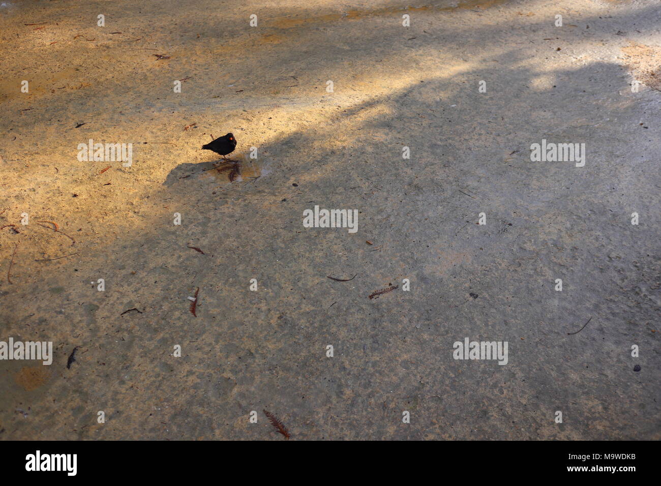 Piccolo uccello nero sul terreno, ombre profonde, dopo la pioggia Foto Stock
