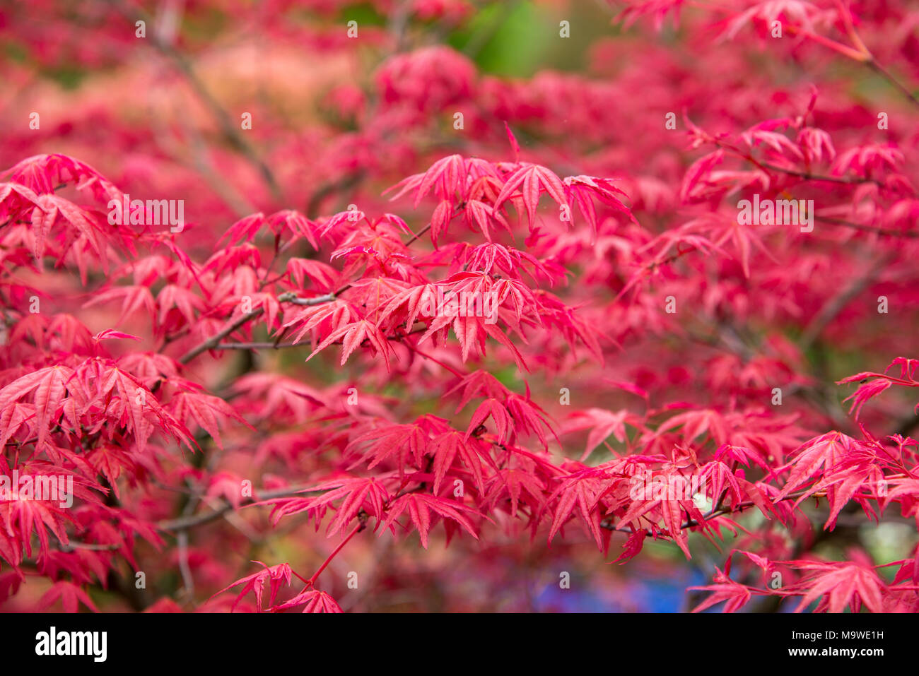 Sfondo di rosso foglie di acer nel parco. Foto Stock