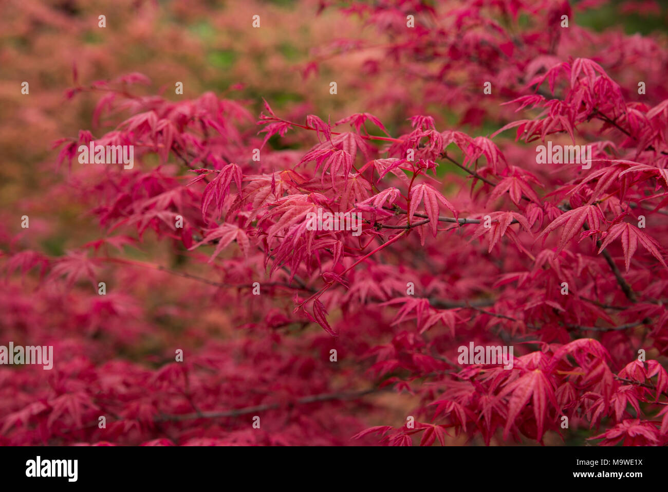 Sfondo di rosso foglie di acer nel parco. Foto Stock