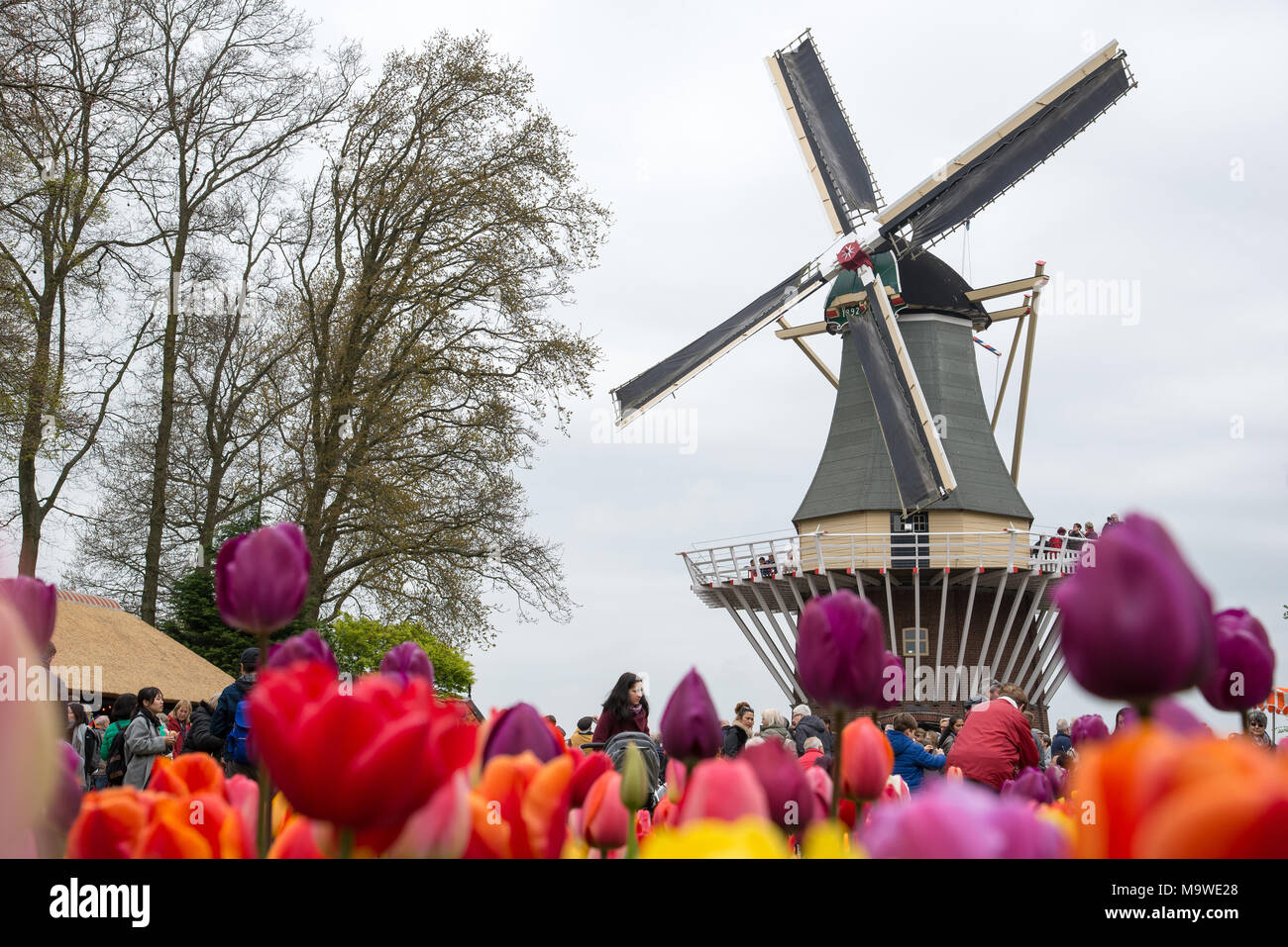 Amsterdam, Paesi Bassi - 21 Aprile 2017: tradizionali mulini a vento olandese con vibrante tulipani in primo piano, Paesi Bassi Foto Stock