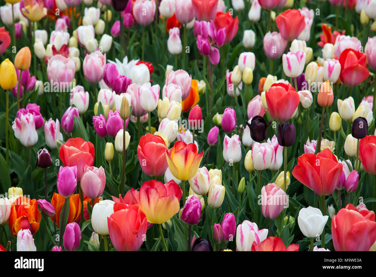 Splendida fioritura di tulipani nel parco. Paesi Bassi, Europa Foto Stock