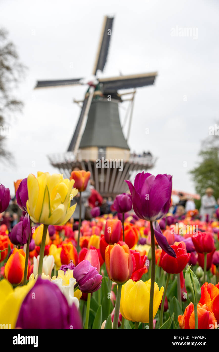 Favoloso paesaggio del mulino a vento e tulipani in Olanda. Foto Stock