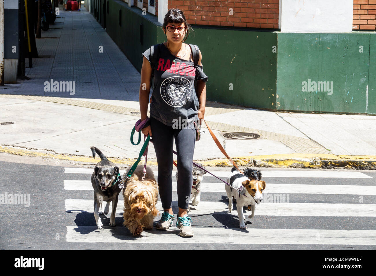 Buenos Aires Argentina,Recoleta,quartiere,cane Walker,guinzaglio,animali domestici,donna donne donne,strada trasversale,ispanico,ARG171130187 Foto Stock