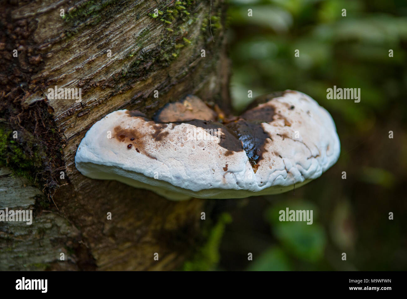 Fomitopsis pinicola, Marrone friabile in Rot Kahurangi National Park, Isola del Sud, Nuova Zelanda Foto Stock