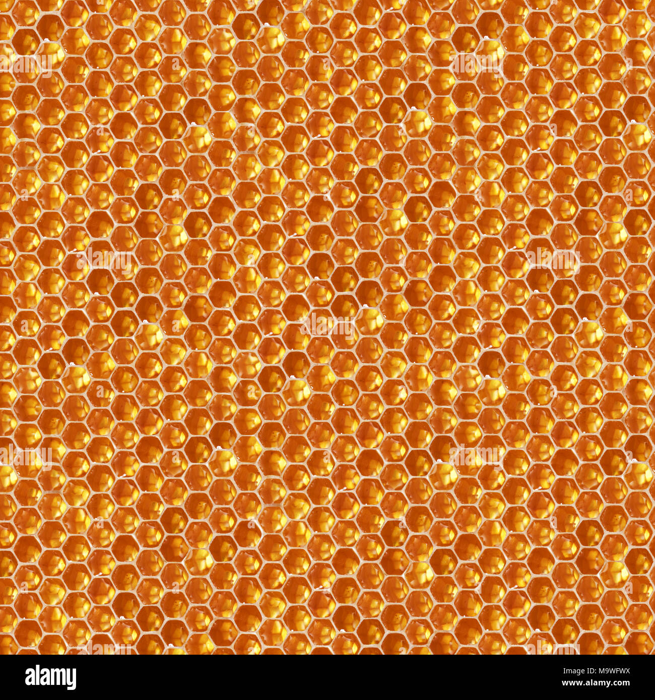 Miele naturale pettine texture esagonale, macro foto ad alta risoluzione Foto Stock