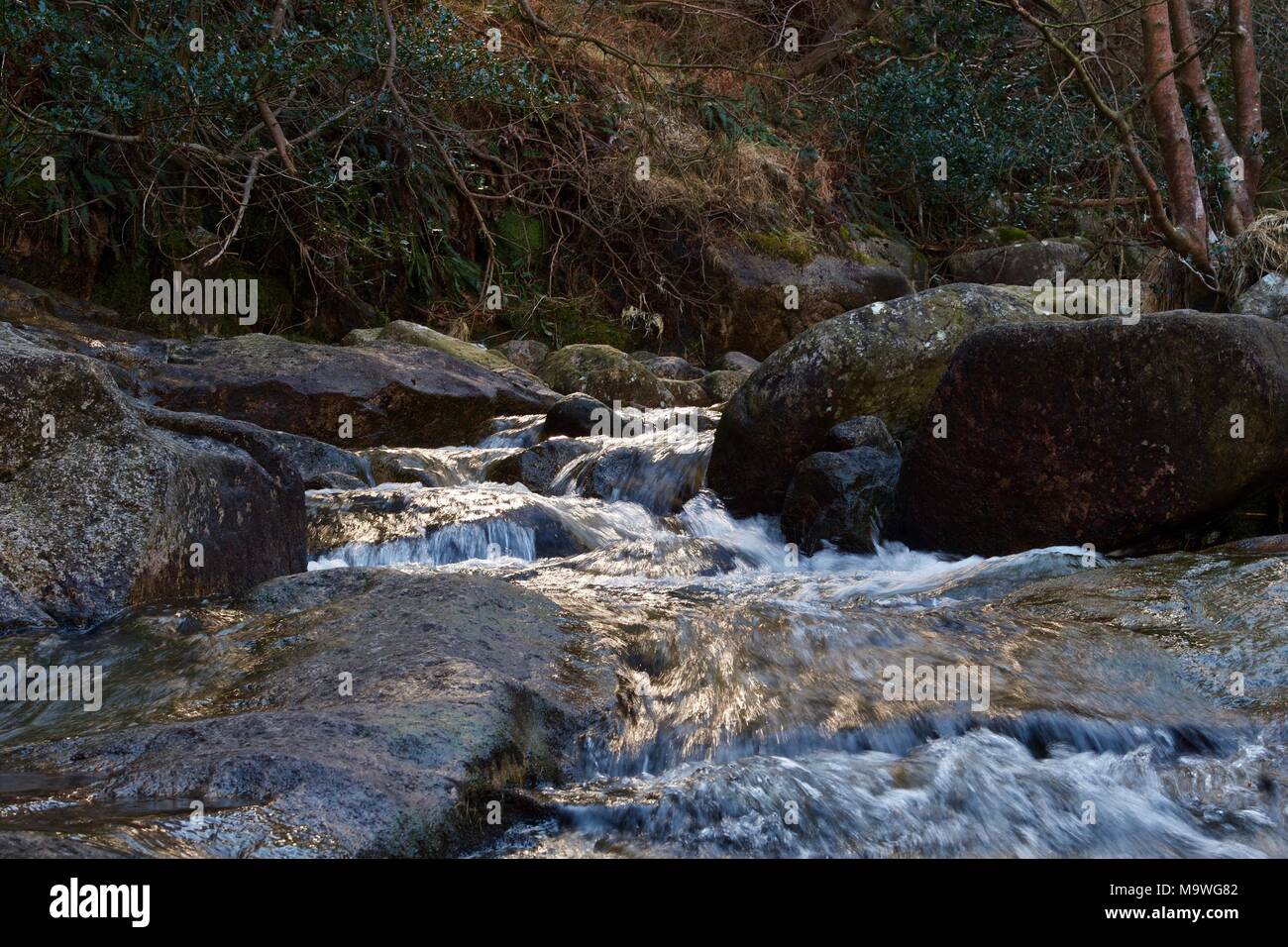 Un fiume sul versante di una montagna in una foresta. Foto Stock