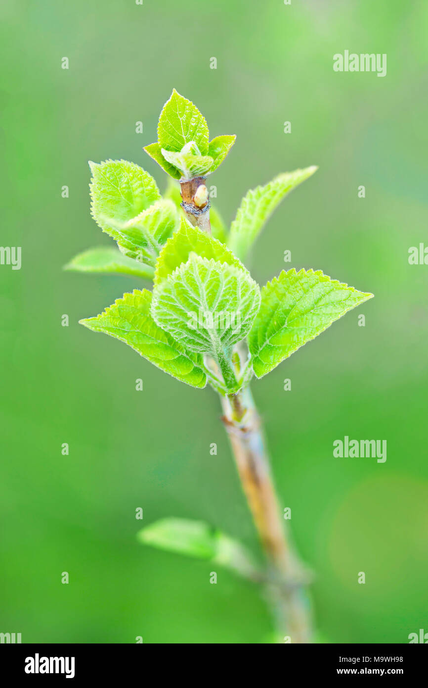 Piccole foglie verdi crescente sul ramo di albero in primavera contro verde sfondo sfocato Foto Stock