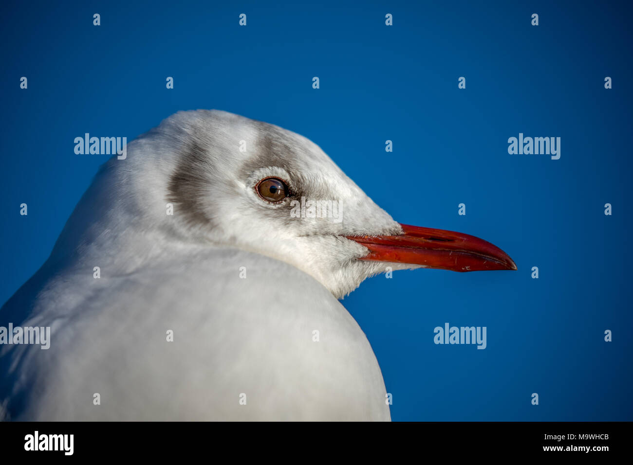 Close-up il profilo laterale della testa di un nero-headed gull (Chroicocephalus ridibundus) in inverno Foto Stock