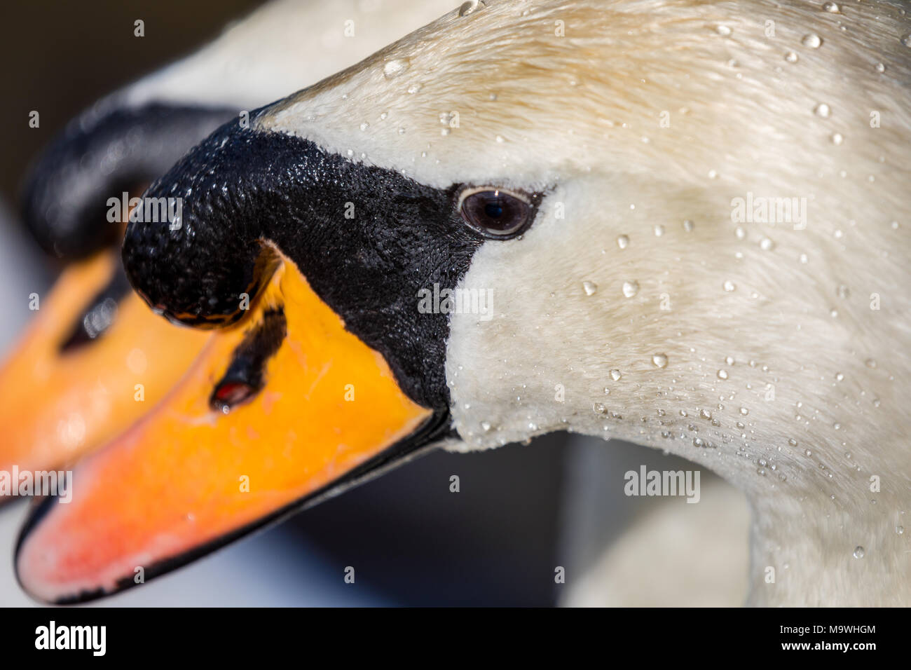 Cigno, (Cygnus olor), Regno Unito - close up di testa con la seconda testa di cigno in background Foto Stock