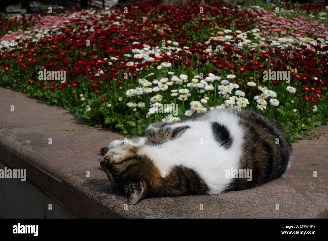 Carino il bianco e il tabby cat che stabilisce a fianco di daisy fiori. Foto Stock