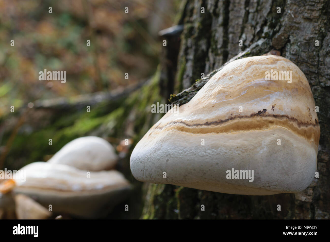 Fomitopsis betulina, Piptoporus betulinus, comunemente noto come la betulla polypore, staffa di betulla, o un rasoio strop - messa a fuoco selettiva Foto Stock