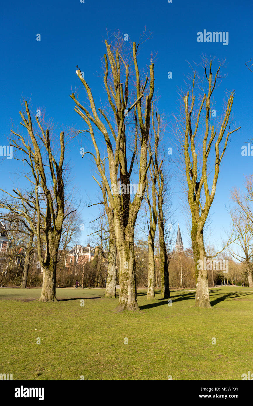 Alberi sfoltiti il Vondelpark Amsterdam nei Paesi Bassi. Foto Stock