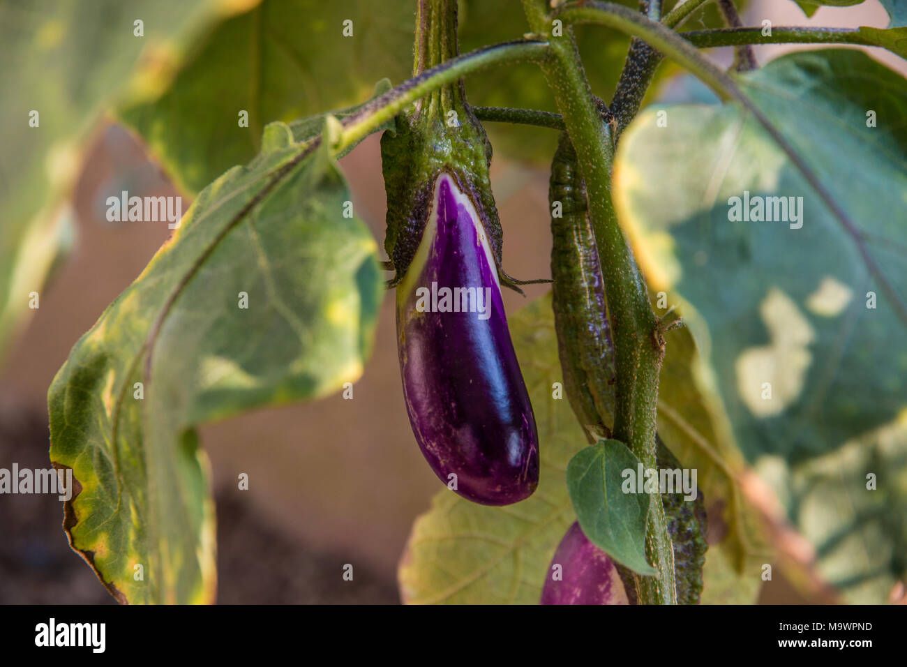 Un close-up di una piccola viola di melanzana (Solanum melongena) o di melanzana, cresciuti organicamente in un giardino in Malaysia. Foto Stock