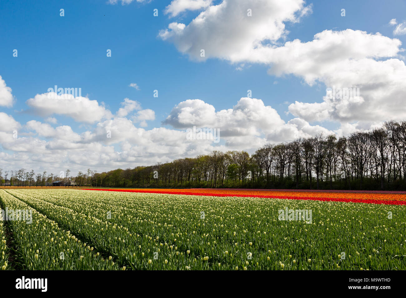 Un colorato campo di tulipani in blu e il cielo nuvoloso vicino al villaggio di Lisse nei Paesi Bassi. Foto Stock