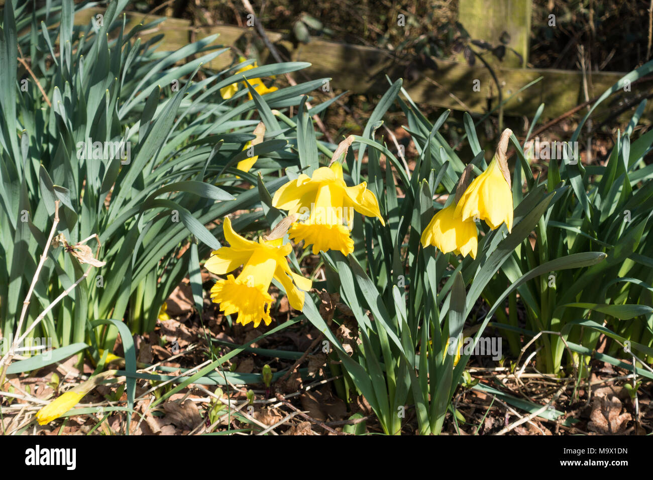 La molla narcisi (Narcissus) crescente selvatici al lato di una strada, su una soleggiata mattina di primavera, Dorset, Regno Unito Foto Stock