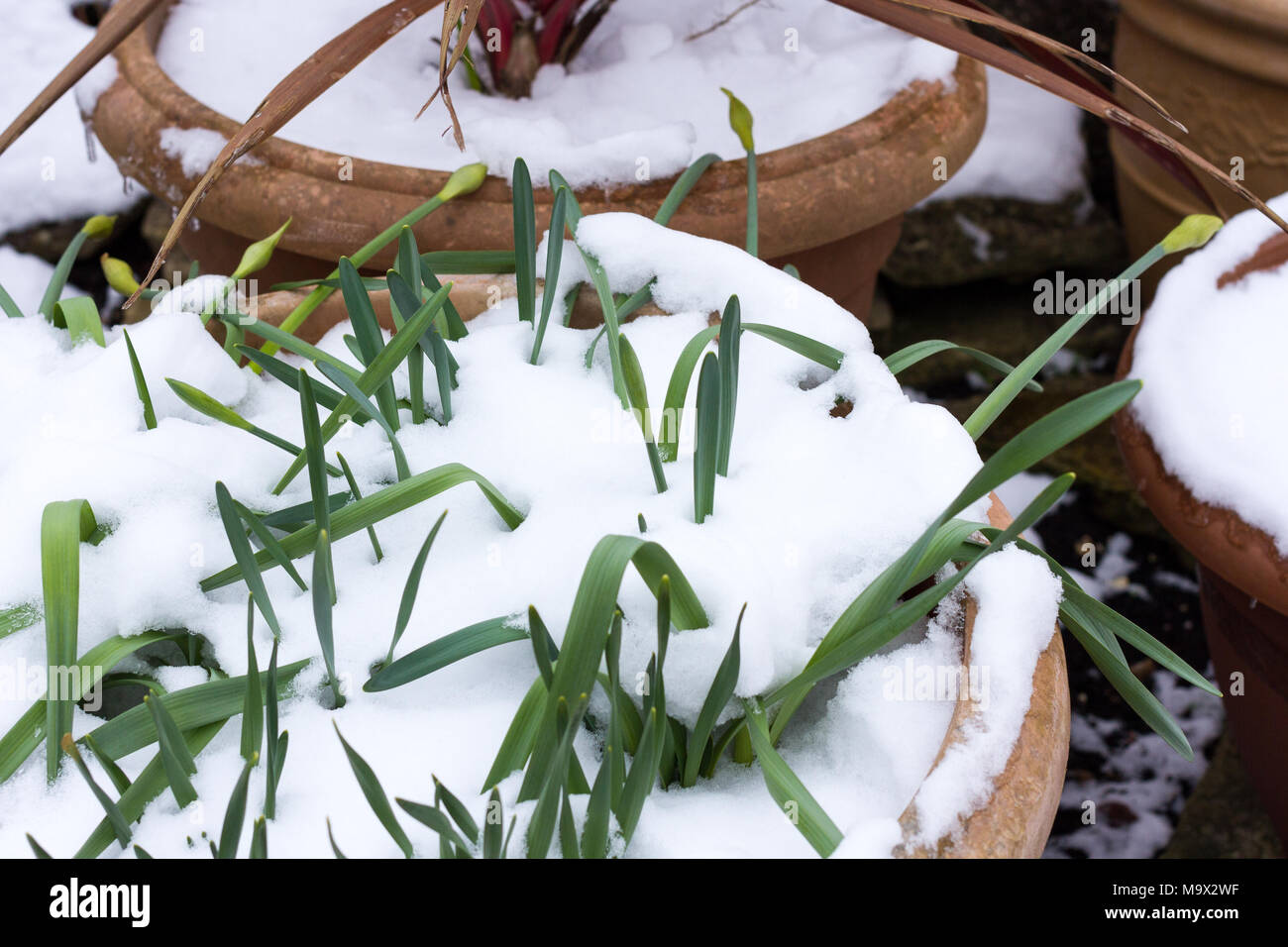 Vasi per piante coperte di neve di primavera, Dorset, Regno Unito Foto Stock