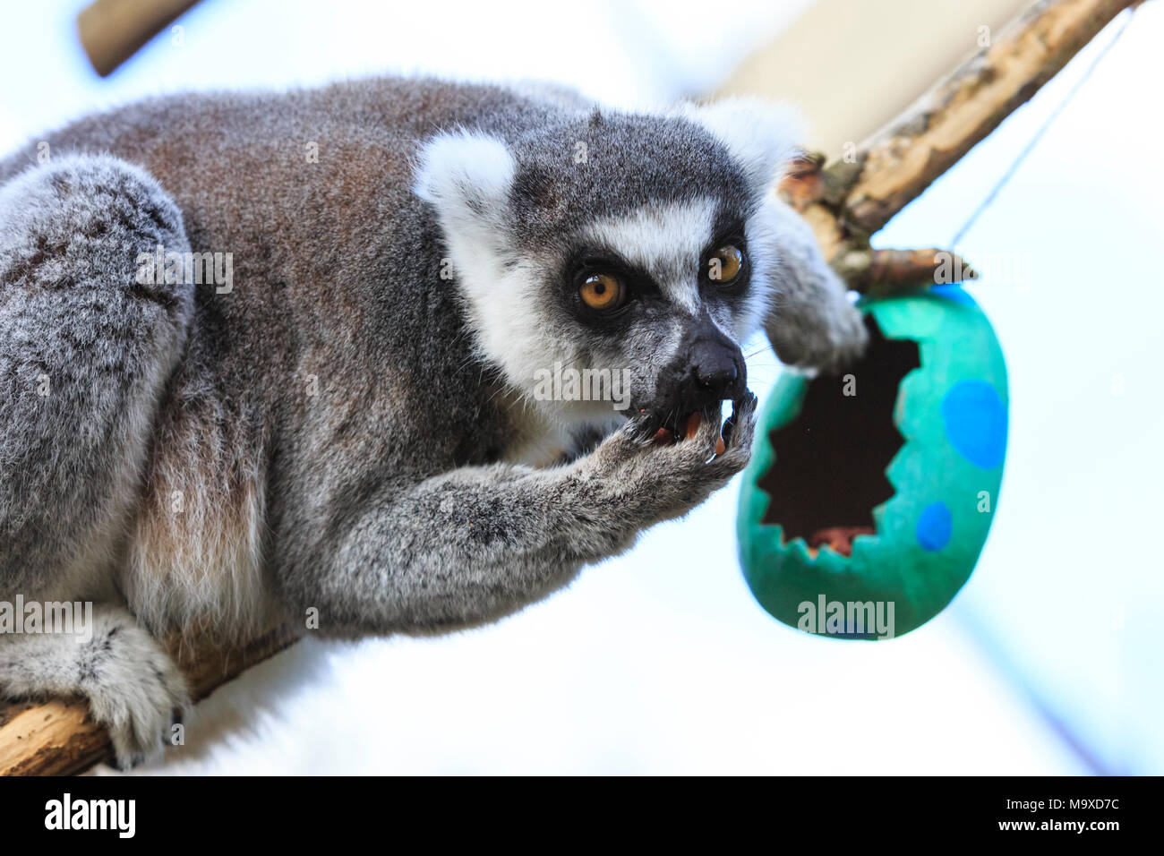 ZSL London Zoo, UK. 29 mar 2018. L'anello-tailed lemuri (Lemur catta) stanno avendo divertimento. I custodi del giardino zoologico sono sgusciati fuori su un uovo-stravagante sorpresa per ZSL London Zoo animali per godere di questa settimana - come il paese si prepara a celebrare il weekend di Pasqua. Lo Zoo di lemuri e scimmie scoiattolo trovare i propri ossequi di Pasqua - colorata cartapesta uova appesi in tutto il loro contenitore. E ZSL residente del drago di Komodo, denominato Ganas, è anche festa - su deliziose uova fresche nascosto nel Attenborough Komodo dragon House. Credito: Imageplotter News e sport/Alamy Live News Foto Stock