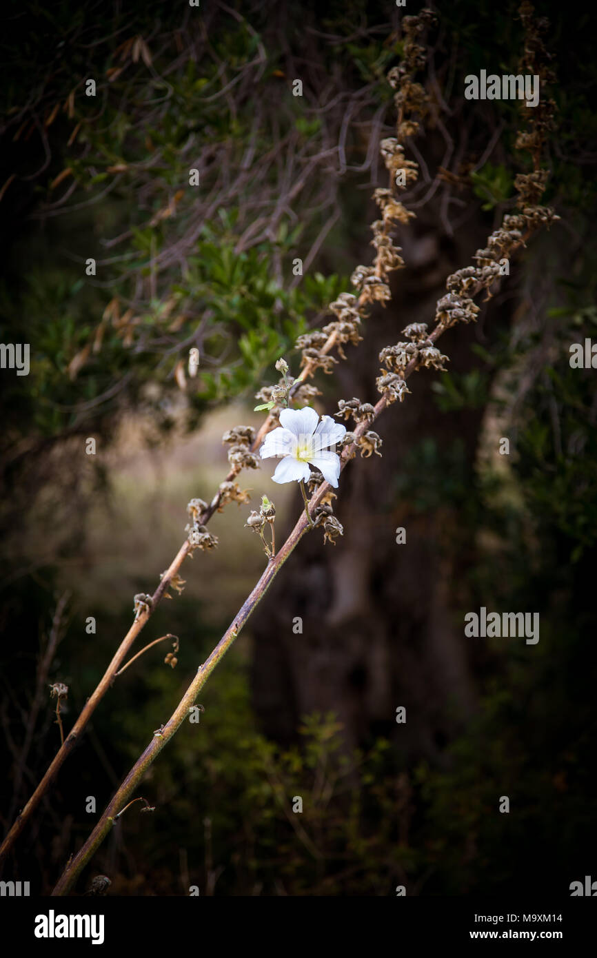 Dettaglio del fiore bianco in bruciato il paesaggio dopo il fuoco, la penisola di Peljesac, Croazia Foto Stock