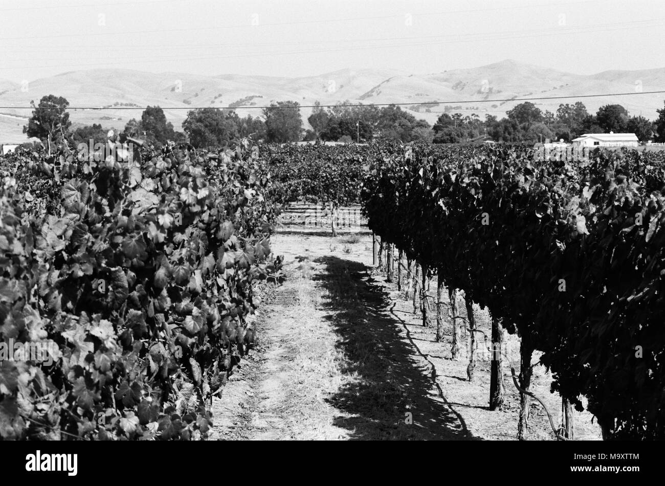 Fotografia in bianco e nero di filari di vigne a Garre vigneto nella Livermore Wine Country, Livermore, California, 9 settembre 2017. () Foto Stock