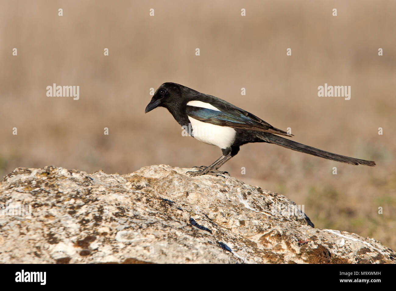 Pica pica Foto Stock