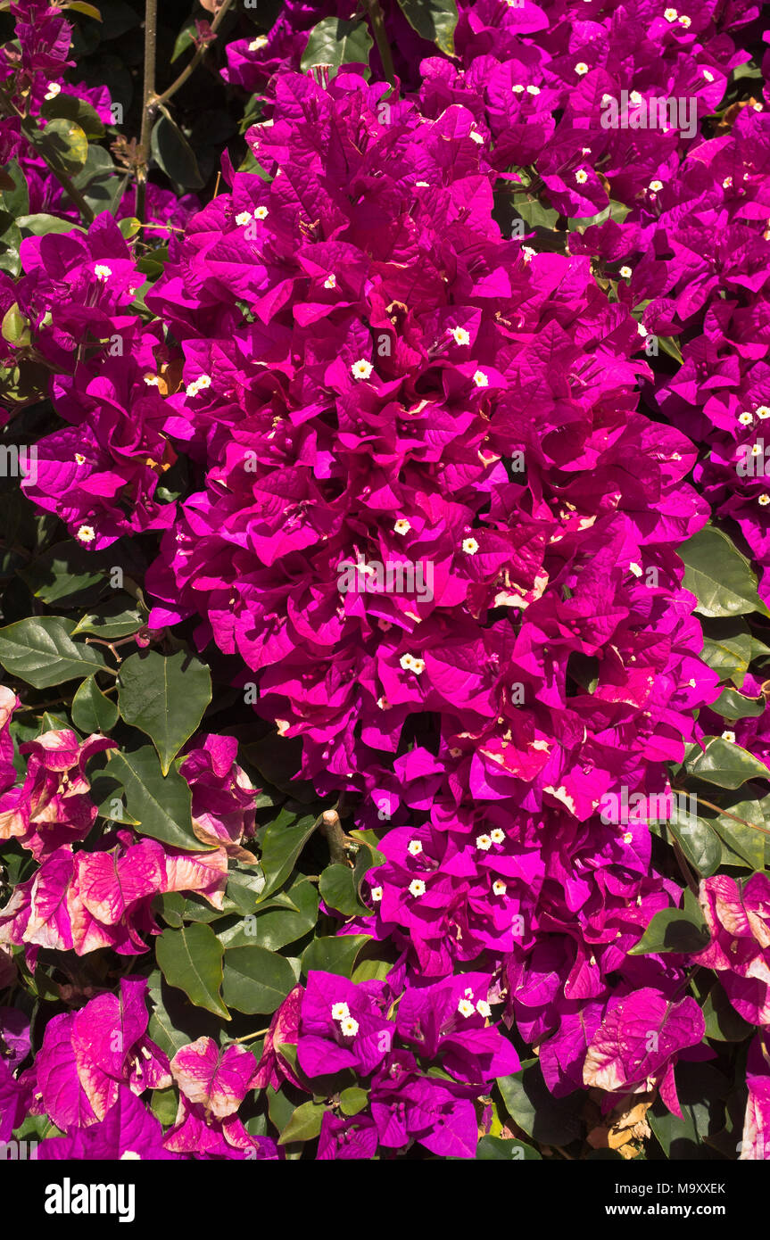 Dh fiori di Bouganville Spagna rosso porpora fioritura Bougainvillea spectabilis bush Foto Stock