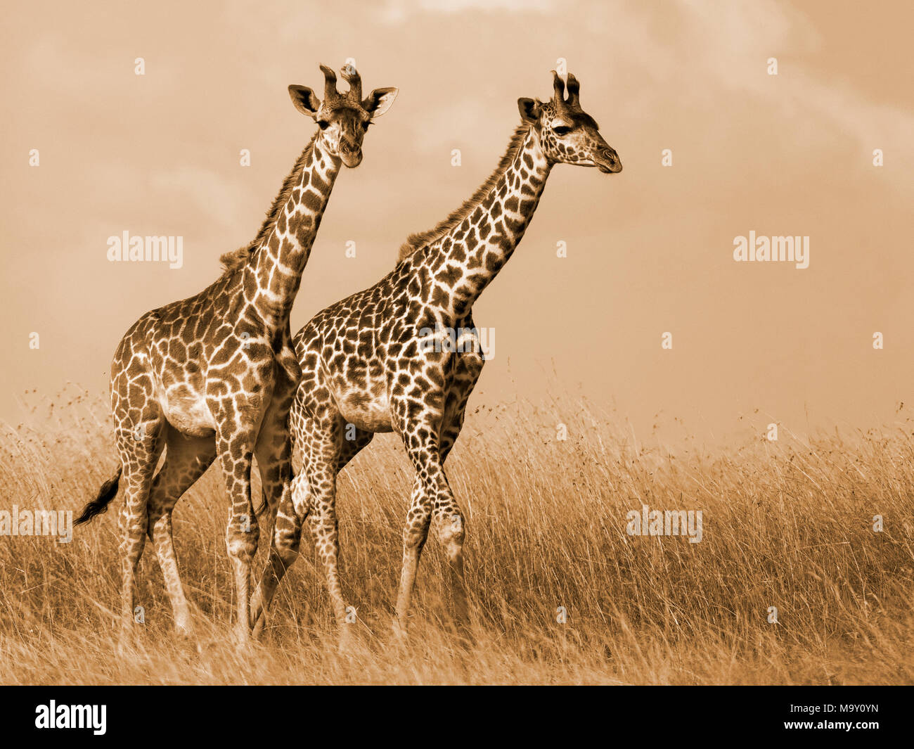 Le giraffe di Savannah Foto Stock