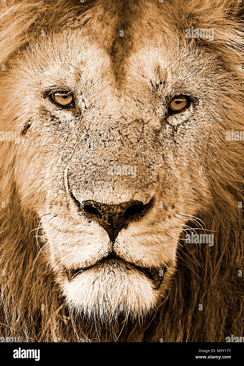 Leone maschio Closeup Foto Stock