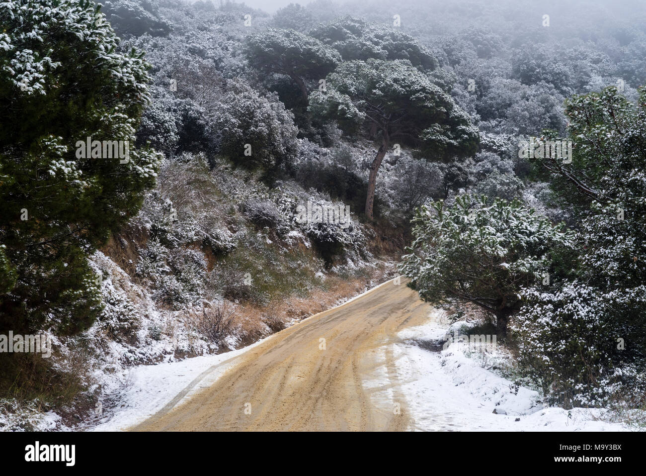 Snowy foresta mediterranea in provincia di Barcelona, Catalogna, Spagna, Europa. Foto Stock