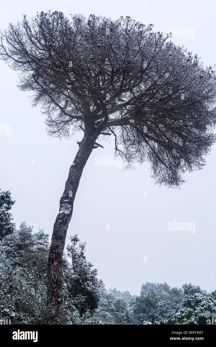 Snowy foresta mediterranea in provincia di Barcelona, Catalogna, Spagna, Europa. Foto Stock