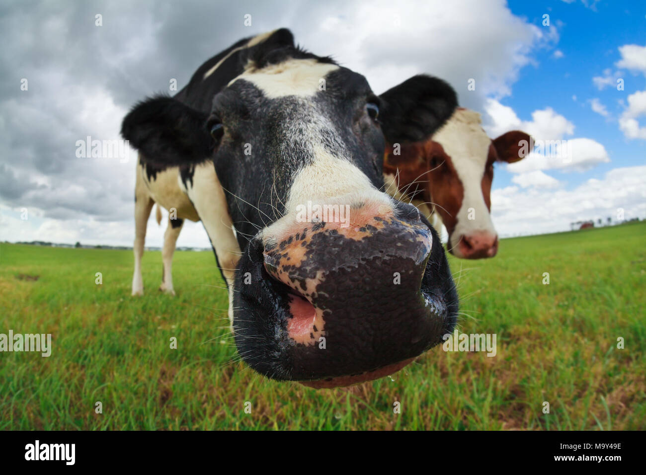 Funny cow naso vicino fino all'aperto Foto Stock