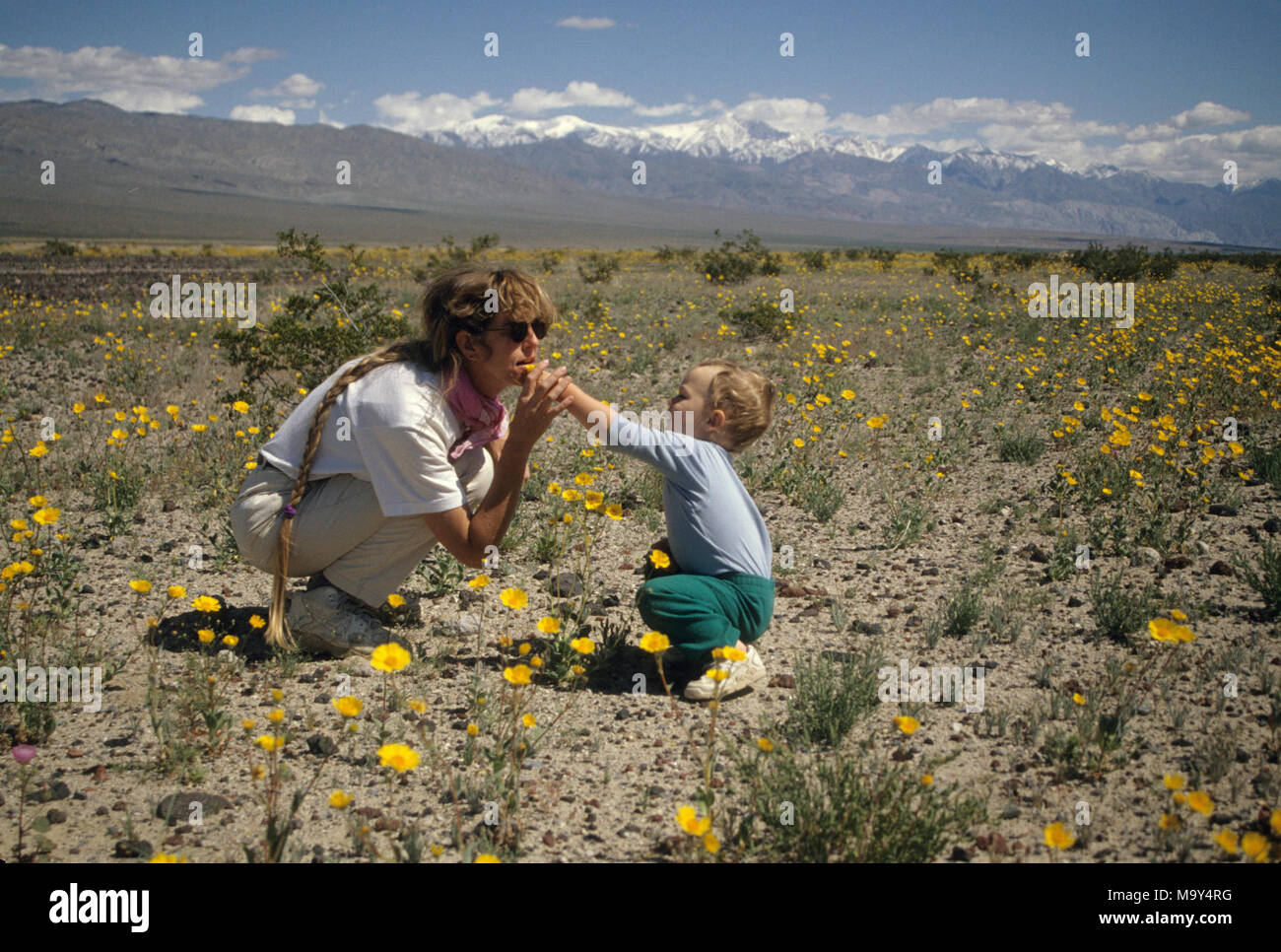 Un eccezionale anno di banner per fiori selvatici. Connie Rutherford, botanico con gli Stati Uniti Pesci e fauna selvatica, servizio e suo figlio Tyler ad esplorare un mare di fiori selvatici nel Panamint Valley in California all'inizio della primavera 1998. Rutherford e suo marito Ray, trasmesso il loro amore per la vita all'aperto per i loro figli, Tyler e Terra. Foto Stock