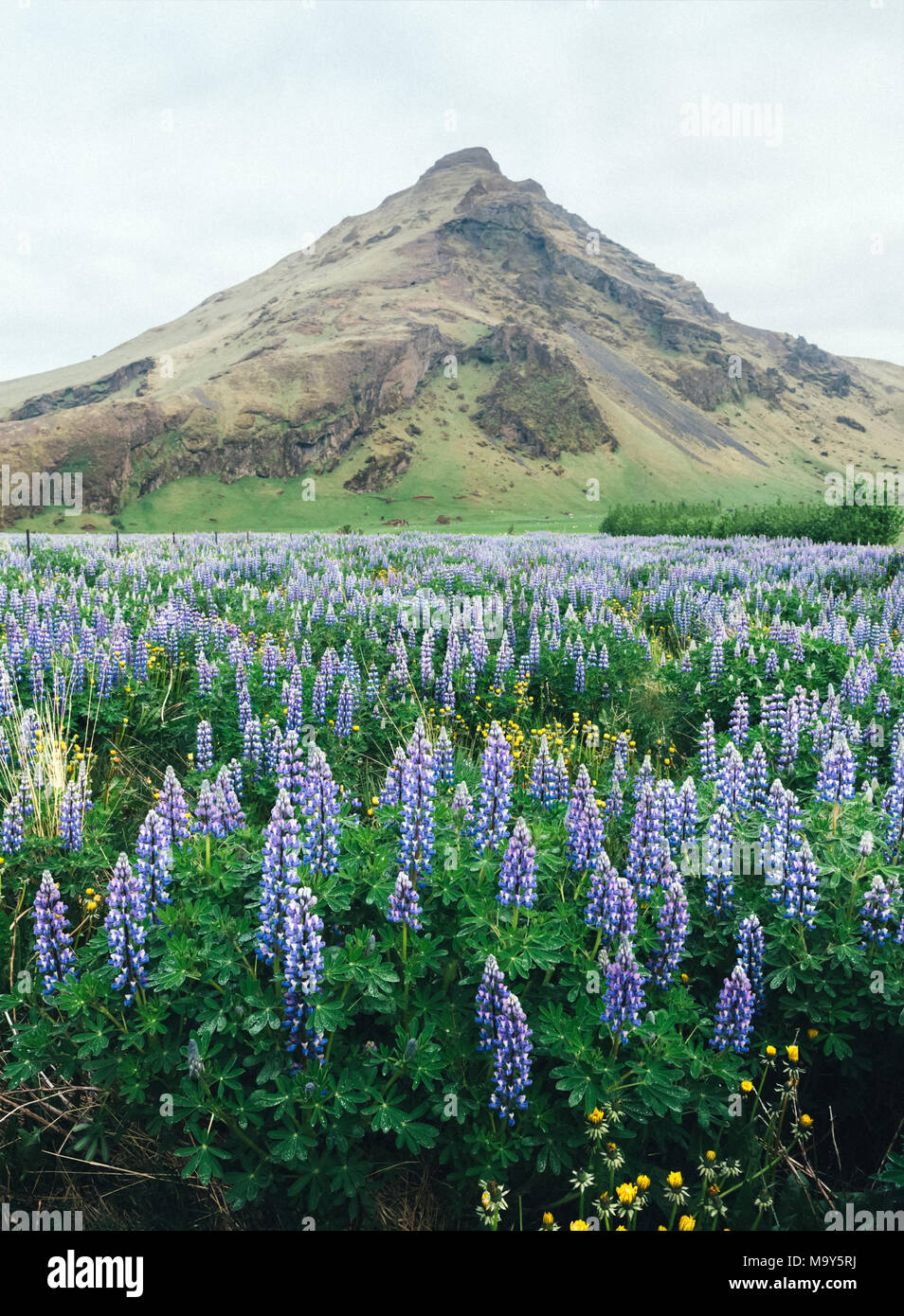 Islanda tipico paesaggio con montagne Foto Stock