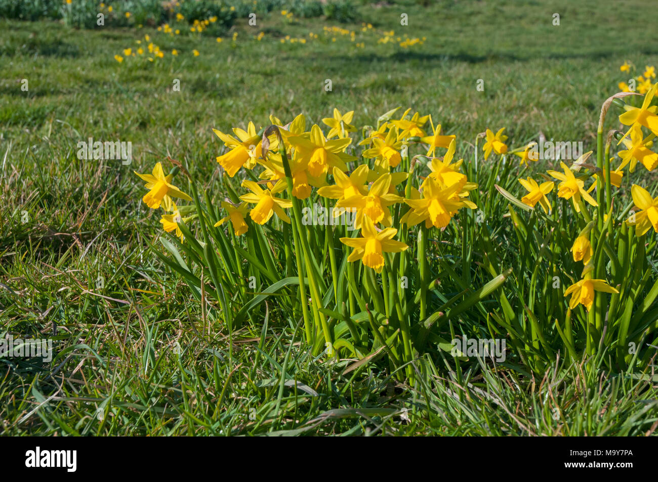 Intrico di Narcisi (Daffodil) 'febbraio Oro'.prese nel parco locale in Blackpool. Foto Stock