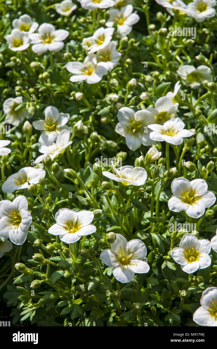 La formazione di grumi Saxifraga 'Peter Pan' bianco proveniente in fiore in primavera. Foto Stock