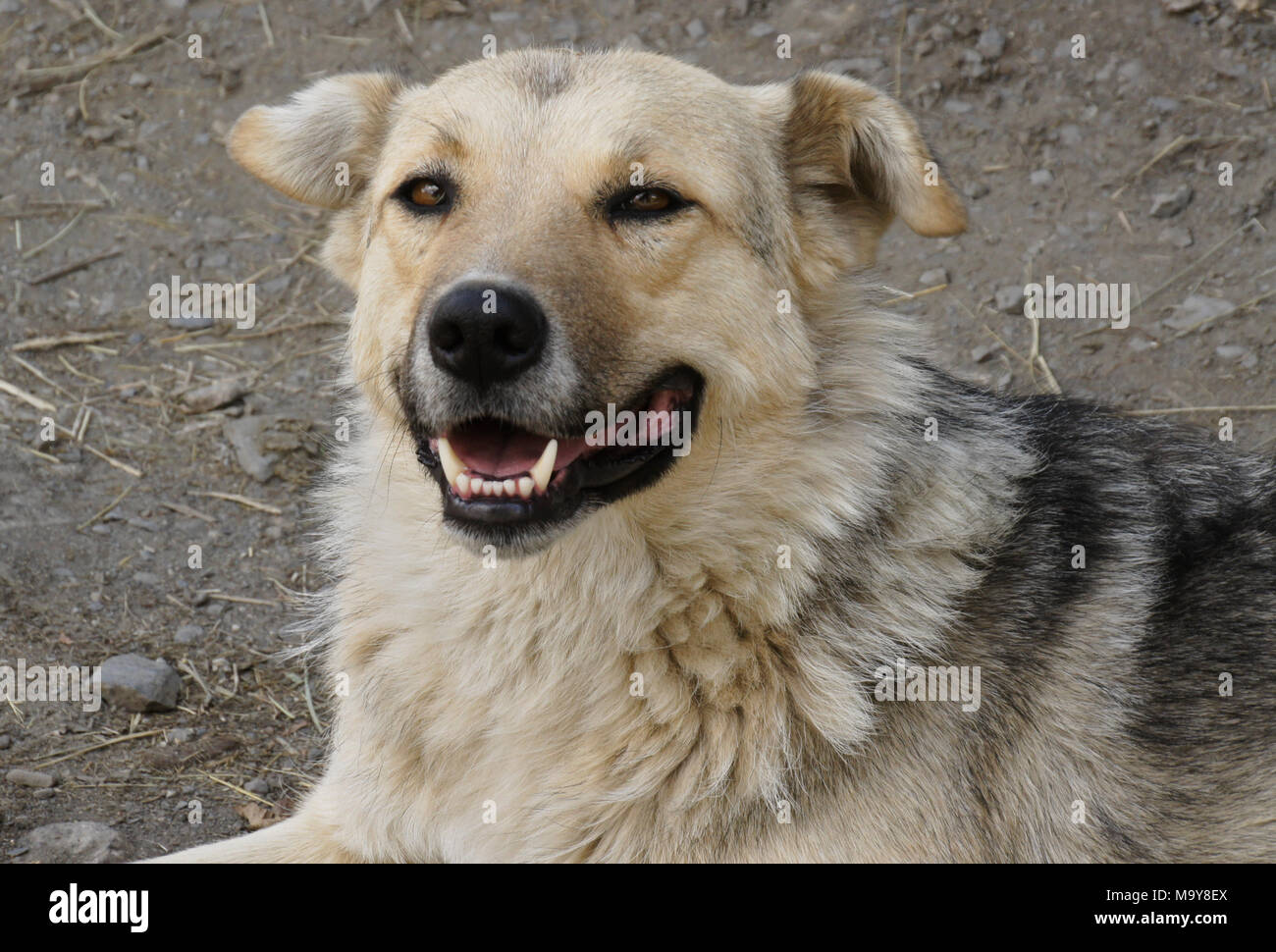 Ritratto di un simpatico cane di riposo in strada, Ushguli, Svaneti superiore, Georgia Foto Stock