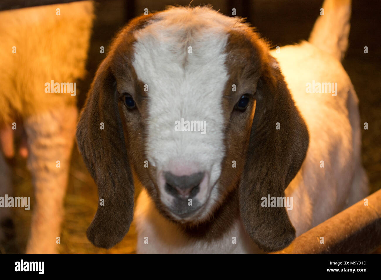 Baby imbozzamento Boer capra nelle zone rurali Iowa Foto Stock