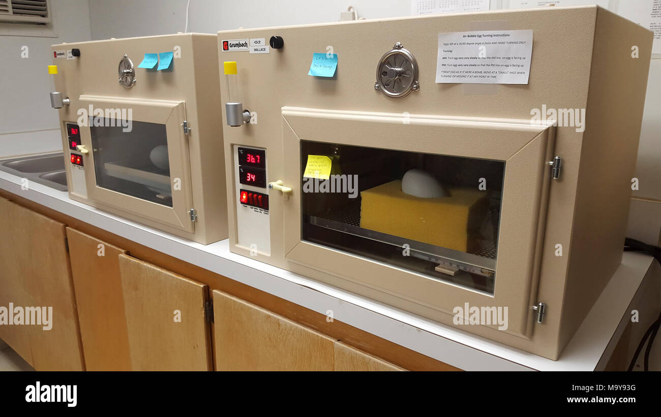 Le uova in incubazione. L'uovo che tratteggio a tramoggia Mountain National Wildlife Refuge questo mese di aprile è stata prodotta come parte del programma di riproduzione in cattività presso lo Zoo di Los Angeles. Il periodo di incubazione di uova di condor è di circa 56 giorni. Foto Stock