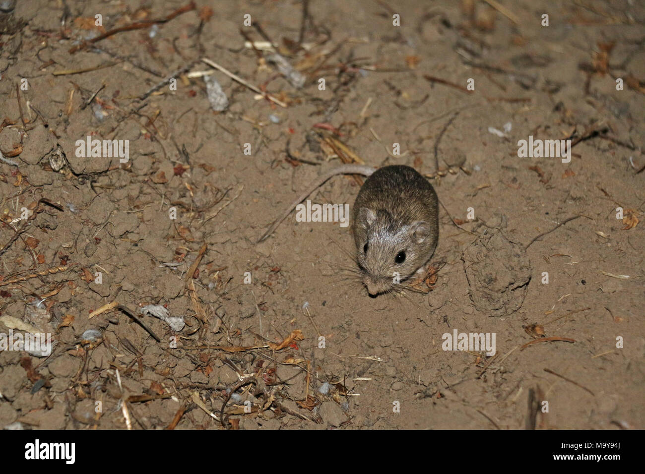 In via di estinzione Pacific Pocket Mouse nella nuova casa. Foto Stock