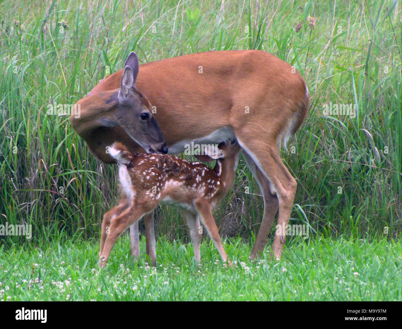 Fawn con la madre. Check out questo prezioso momento dai due fiumi National Wildlife Refuge in Illinois. Hai visto qualsiasi cerbiatti ultimamente? Foto Stock
