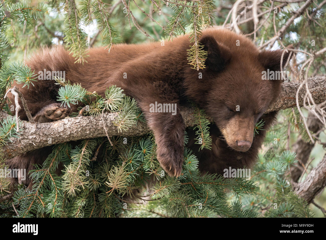 Un unico Black Bear Cub (Ursus americanus) dormire su di un lembo di albero nel pomeriggio in Routt National Forest, Colorado. Foto Stock