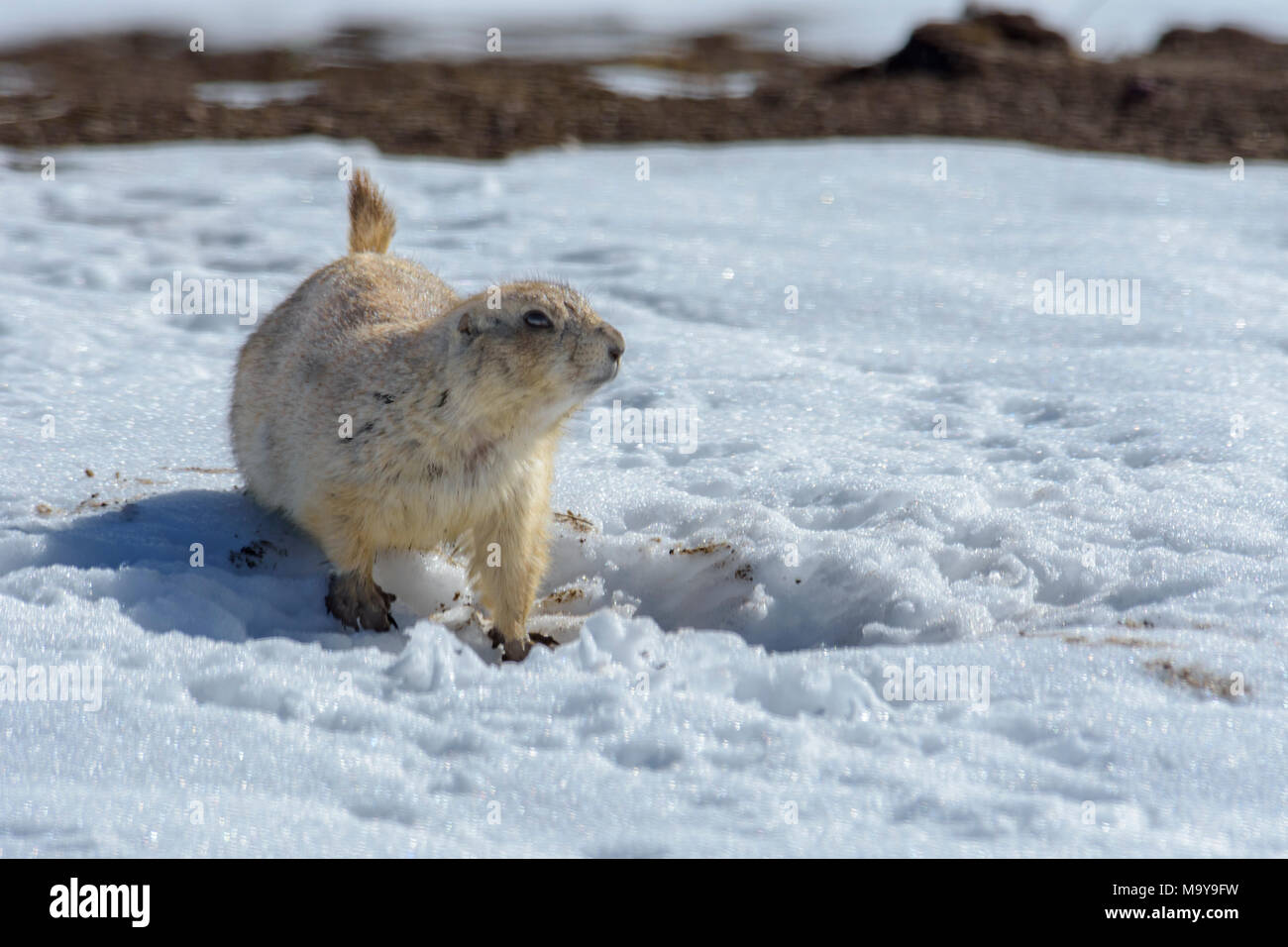 Nero-tailed Prairie Dog (Cynomys ludovicianus) in inverno, Castle Rock Colorado US. Foto Stock