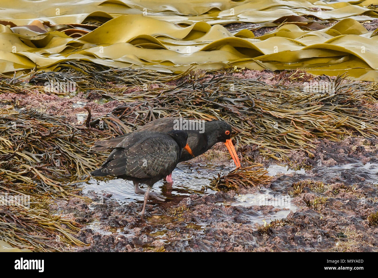 Oystercatcher variabile e kelp, Curio Bay, Catlins, Nuova Zelanda Foto Stock